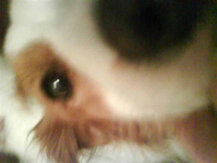 Kooikerhondje Robin billede 15