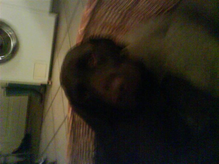 Blanding af racer Choco billede 10