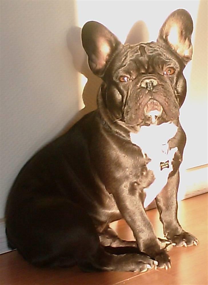 Fransk bulldog 'Foucault' R.I.P. 2010 - 8 måneder og nyder en solstråle billede 11