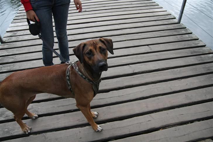 Blanding af racer Freja - En Lille Tur ved Broen<3 billede 6