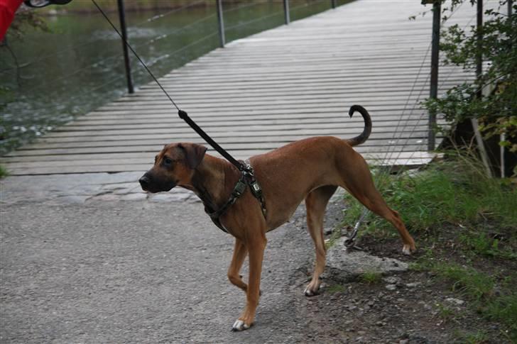 Blanding af racer Freja - hun er jo så fin:) billede 7