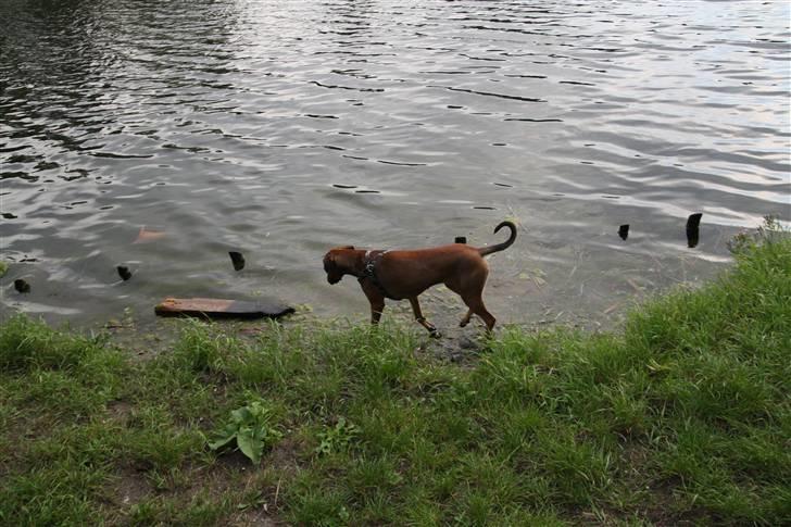 Blanding af racer Freja billede 9