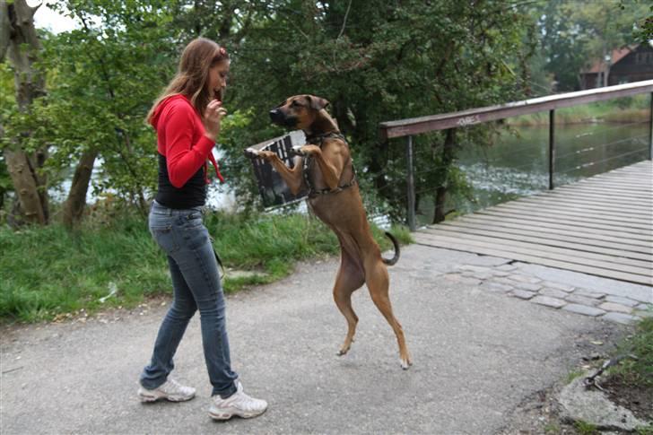 Blanding af racer Freja billede 10