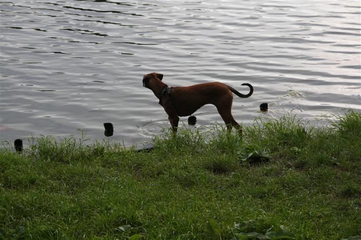 Blanding af racer Freja billede 11