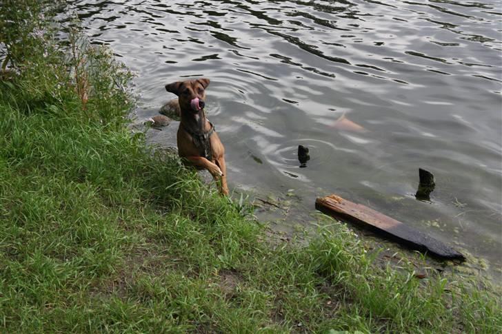 Blanding af racer Freja billede 12