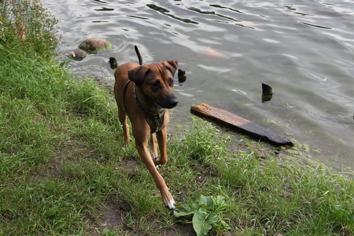 Blanding af racer Freja billede 13