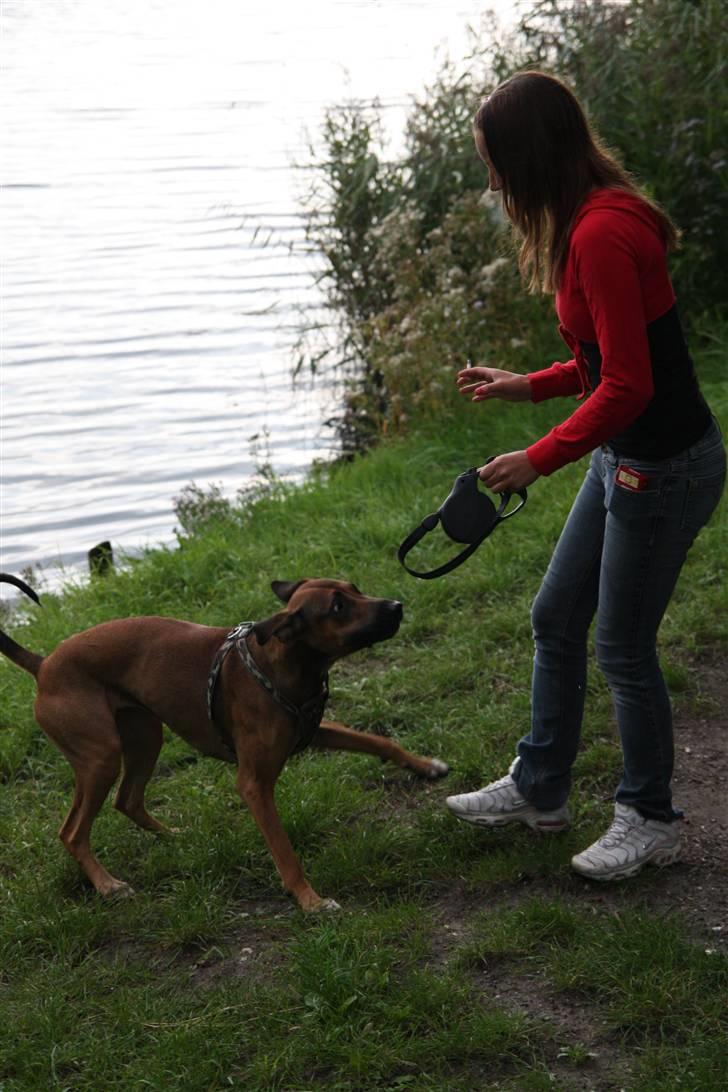 Blanding af racer Freja billede 14