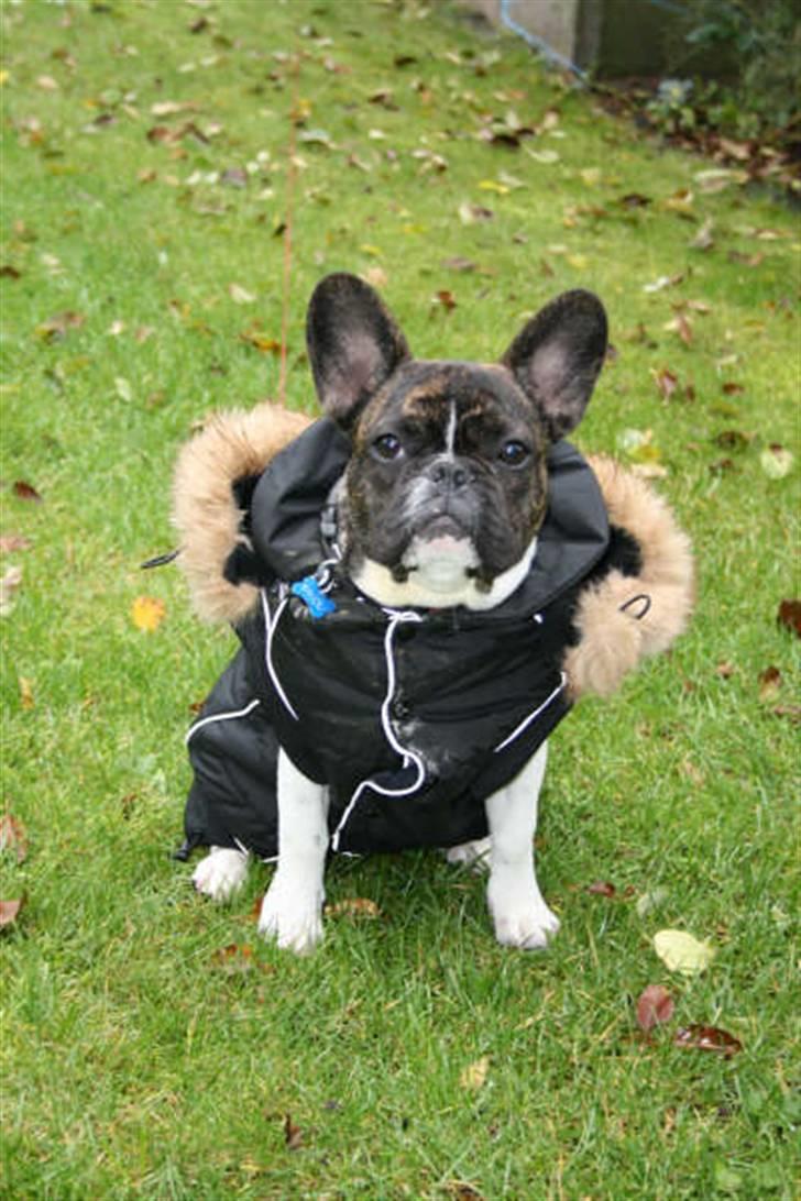 Fransk bulldog Balou - Balou ved fotograf iført hans nye jakke billede 1