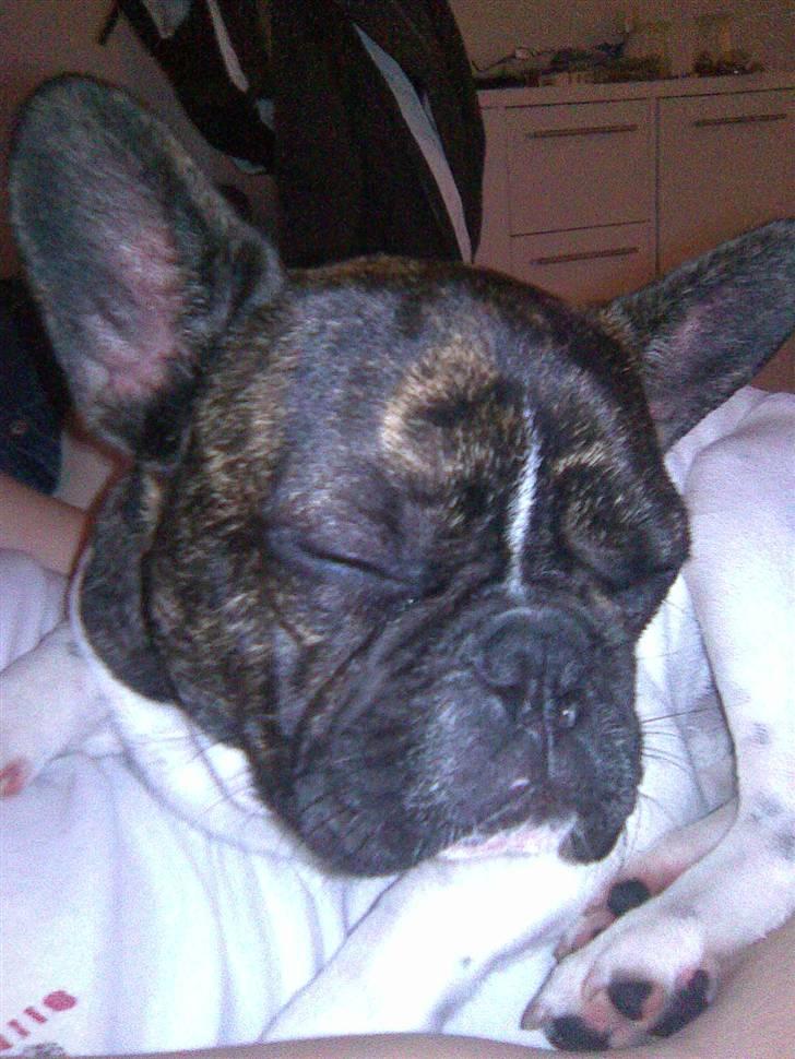 Fransk bulldog Balou - Sover lige lidt billede 2