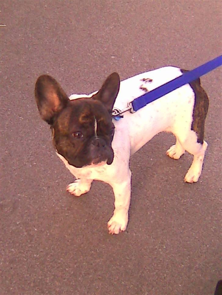 Fransk bulldog Balou billede 3