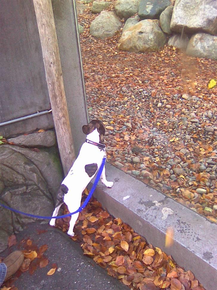 Fransk bulldog Balou - De isbjørne er for sjove, men de vil ikke lege billede 4