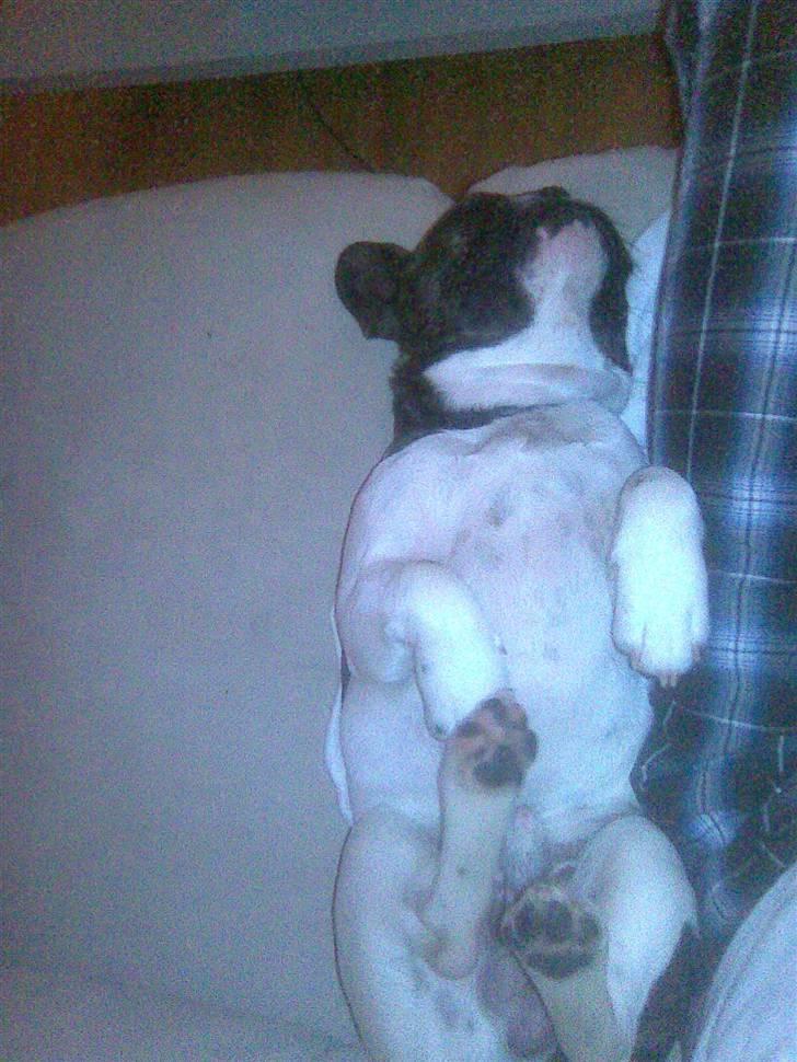 Fransk bulldog Balou - Sover igen igen billede 5