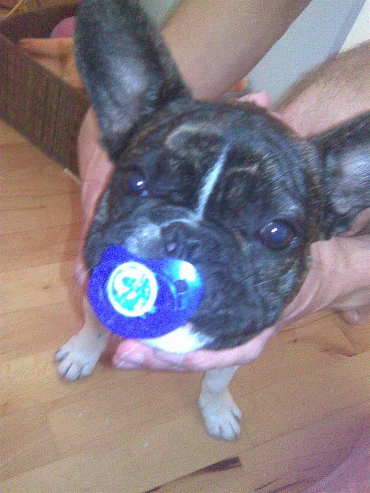 Fransk bulldog Balou - Balou med hans elskede sut billede 6