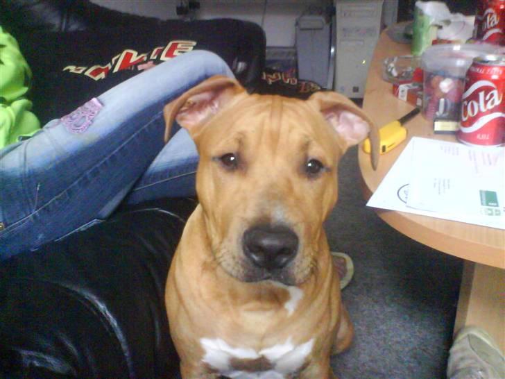 Amerikansk staffordshire terrier Armani  *Solgt* billede 10