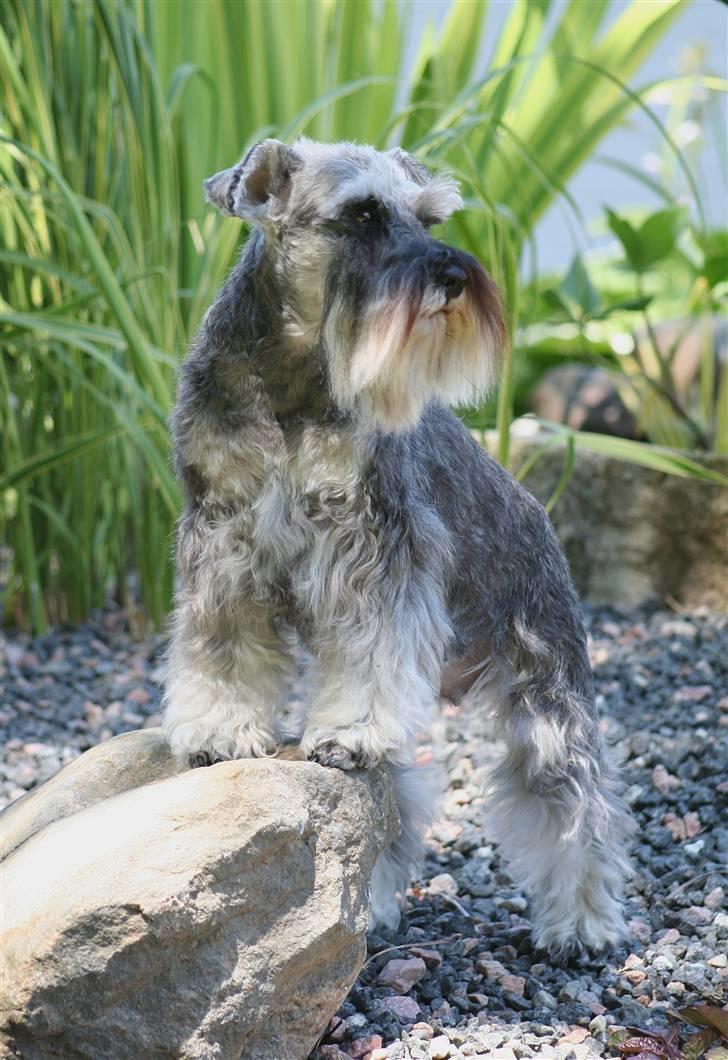 Dvaergschnauzer Dina billede 17