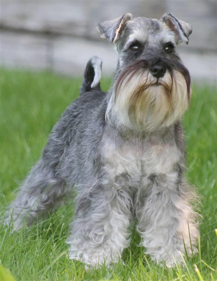 Dvaergschnauzer Dina billede 18