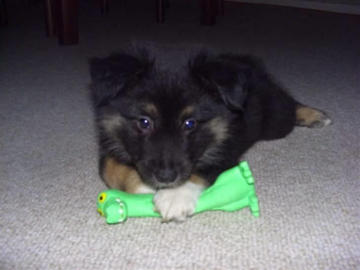 Islandsk fårehund Fenja    - Mit yndlings legetøj er den grønne pivene dino..........Den er altså bare go... billede 1