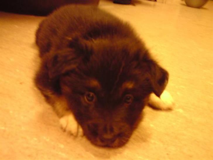 Islandsk fårehund Fenja    - Skal vi lege nu mor??? billede 2