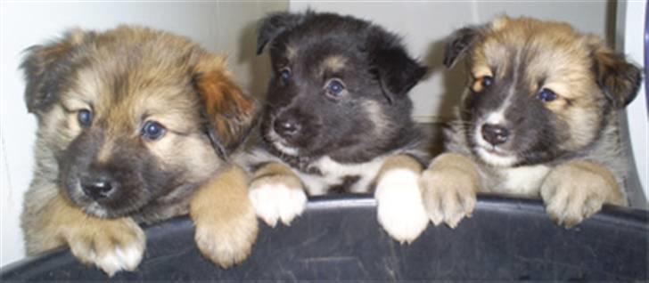 Islandsk fårehund Fenja    - Her sidder Fenja sammen med sine brødre Zeus og Santos ( Fenja er i midten ) billede 3