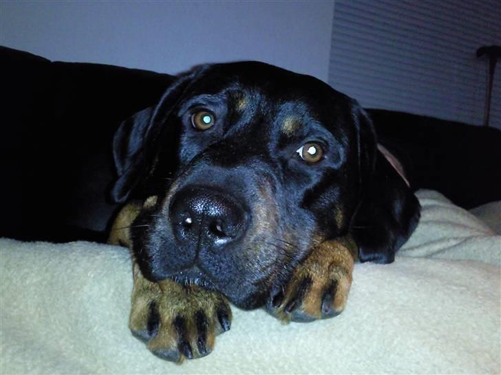 Blanding af racer Max - Ligger og putter ved Far en mandag morgen.. billede 7