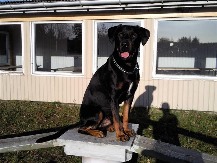 Blanding af racer Max - Komando "Sit".. billede 9