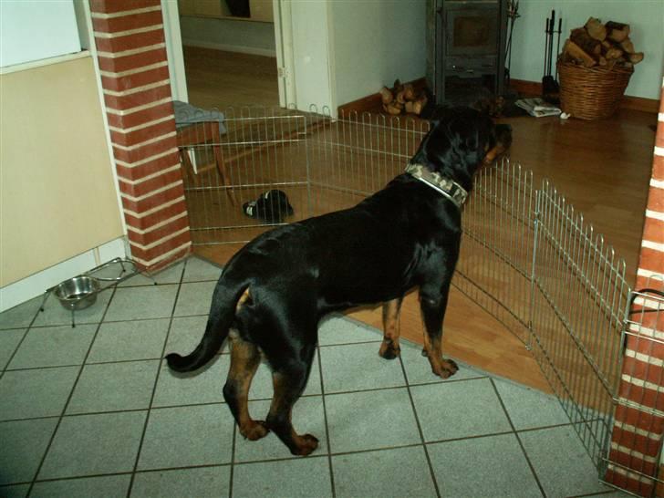 Rottweiler Dikadiabolos Ukita R.I.P billede 14