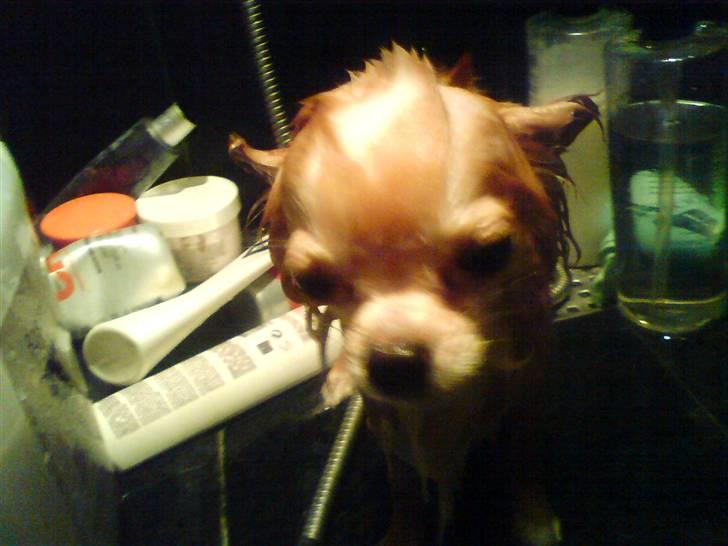 Chihuahua Butch billede 11