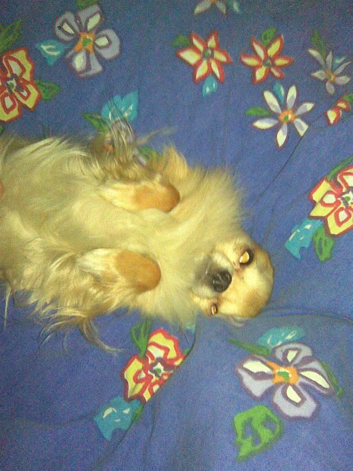 Chihuahua Butch billede 12