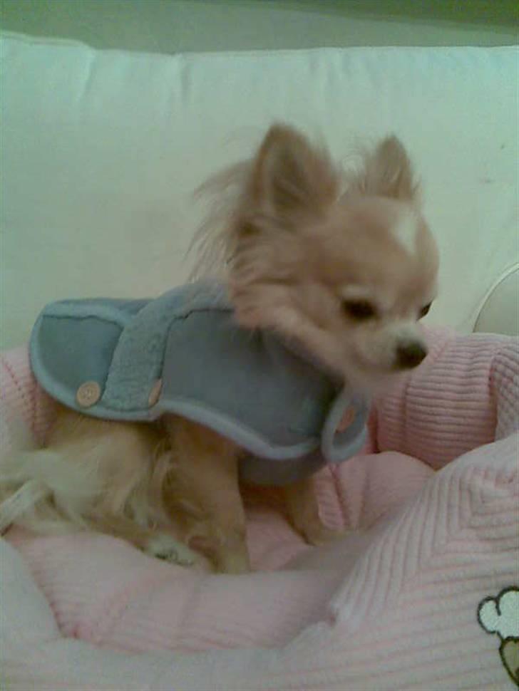 Chihuahua Butch billede 13