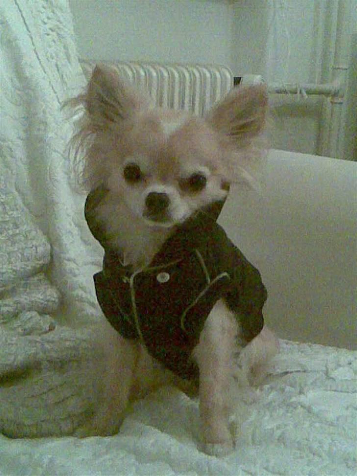 Chihuahua Butch billede 14