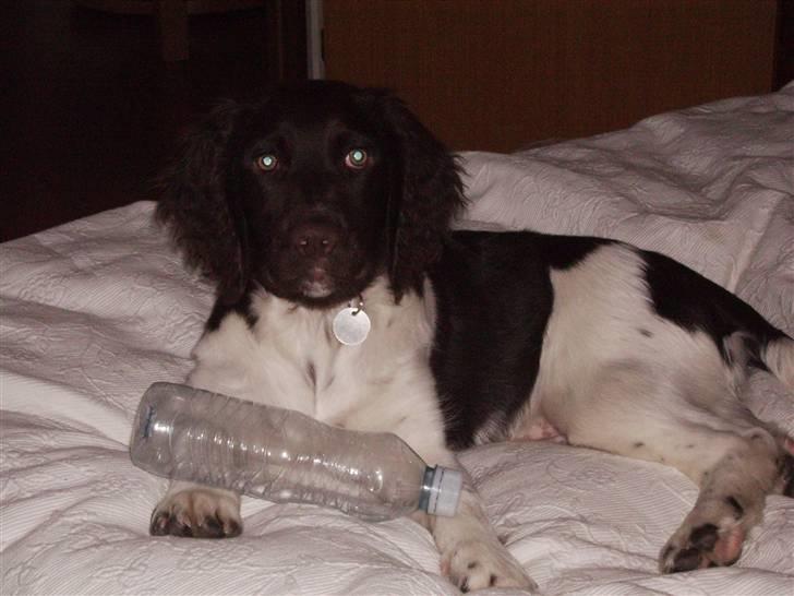 Kleiner münsterländer looses karlo billede 6