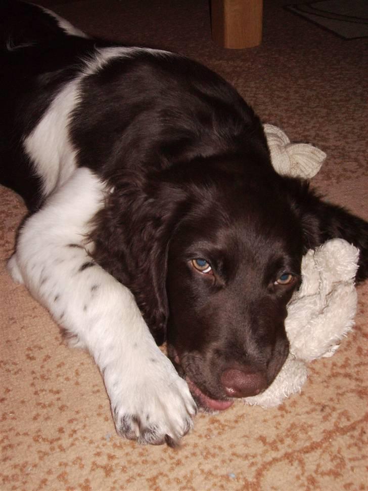 Kleiner münsterländer looses karlo billede 7