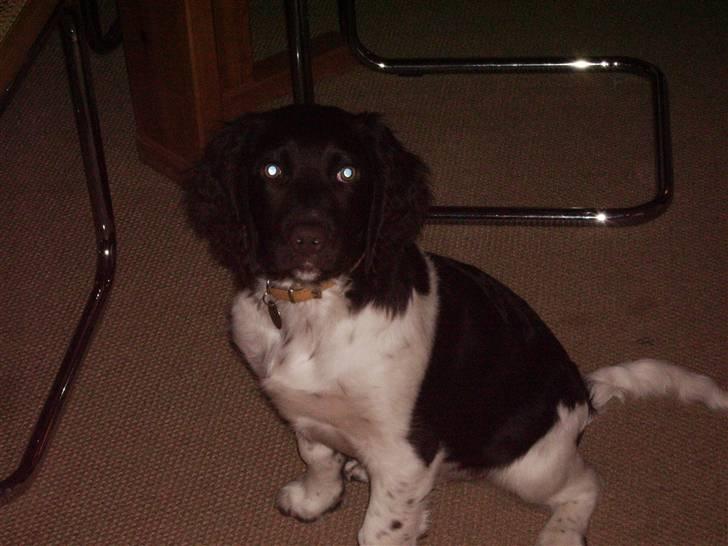 Kleiner münsterländer looses karlo billede 8