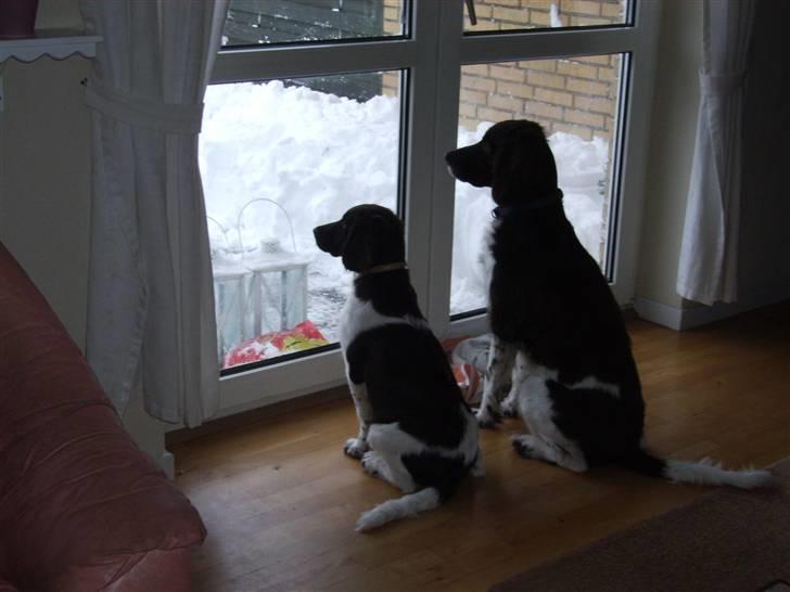 Kleiner münsterländer looses karlo billede 9