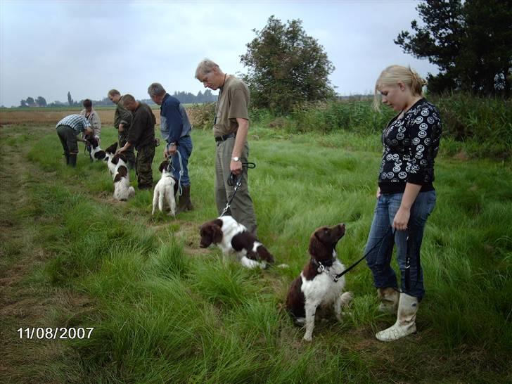 Kleiner münsterländer looses karlo billede 10