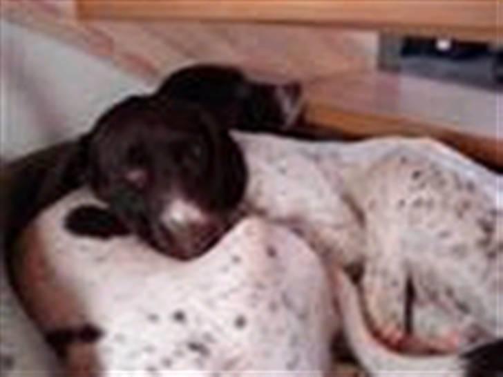 Gammel dansk hønsehund Enya R.I.P - Sin havlp ligger på Enya sin mor..!   Lidt sløret unskyld..! billede 11