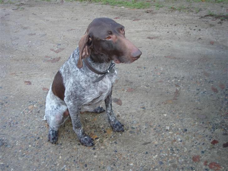 Korthåret hønsehund sif - Sif sidder på¨ gårdspladsen. billede 2