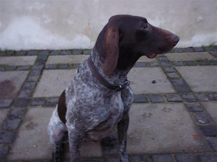 Korthåret hønsehund sif - Sif kigger efter katte billede 3