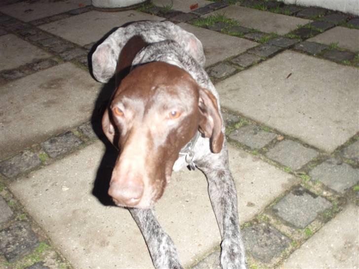 Korthåret hønsehund sif - Sif fortograferet med blitz en sen aften billede 4