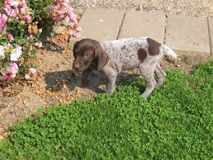 Korthåret hønsehund sif - Sif i haven - august 2005 billede 5