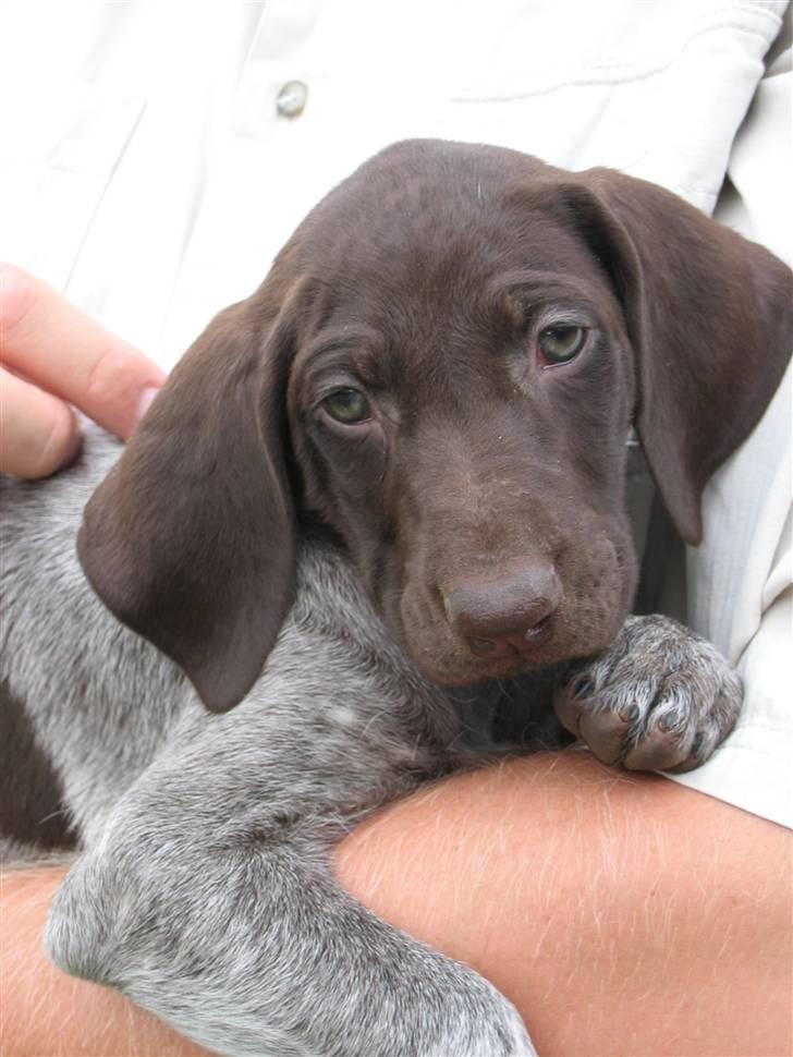 Korthåret hønsehund sif - Sif som lille august 2005 billede 6