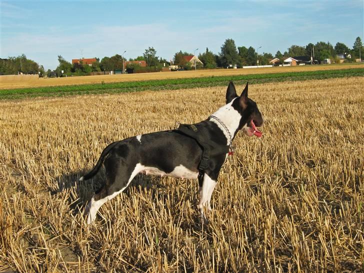 Bullterrier Zita (banditta) - Smukke Zita "banditta" billede 8