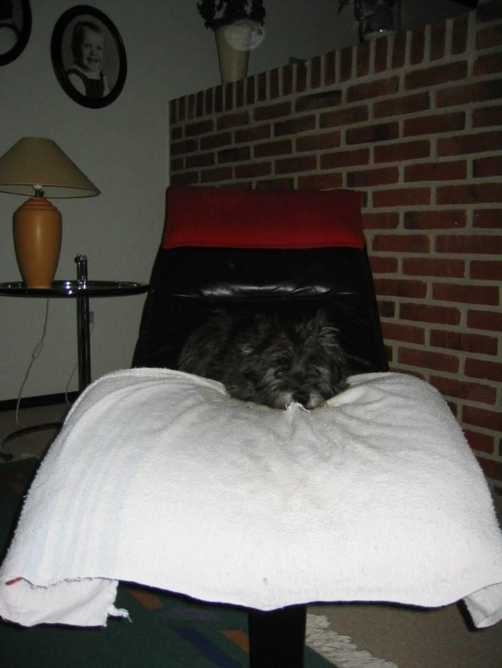 Cairn terrier Tjalfe himmelhund billede 1