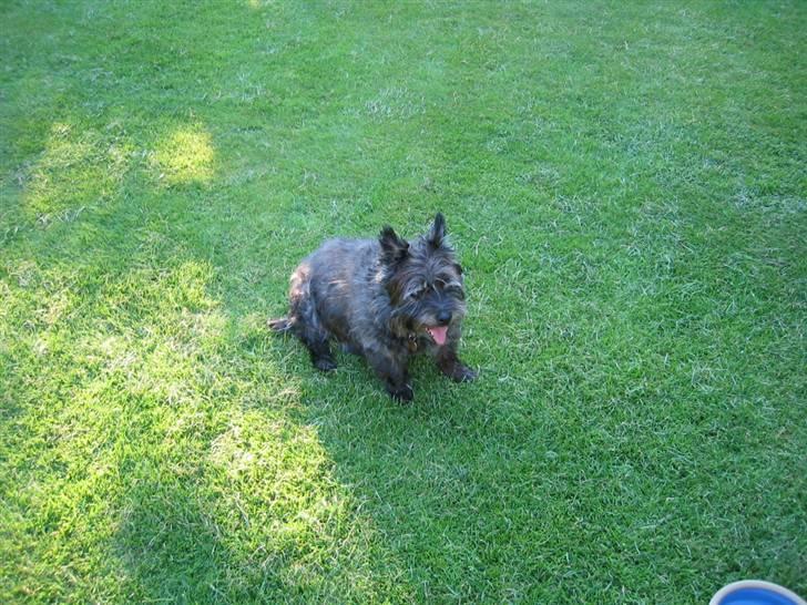 Cairn terrier Tjalfe himmelhund billede 2
