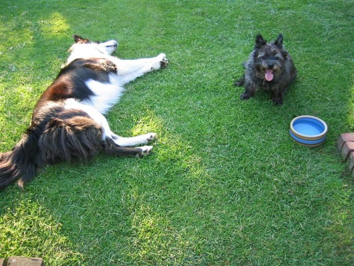 Cairn terrier Tjalfe himmelhund billede 3