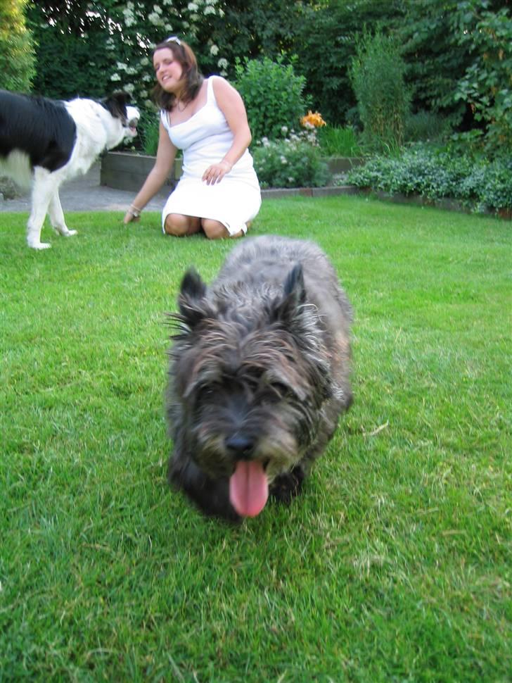 Cairn terrier Tjalfe himmelhund billede 4