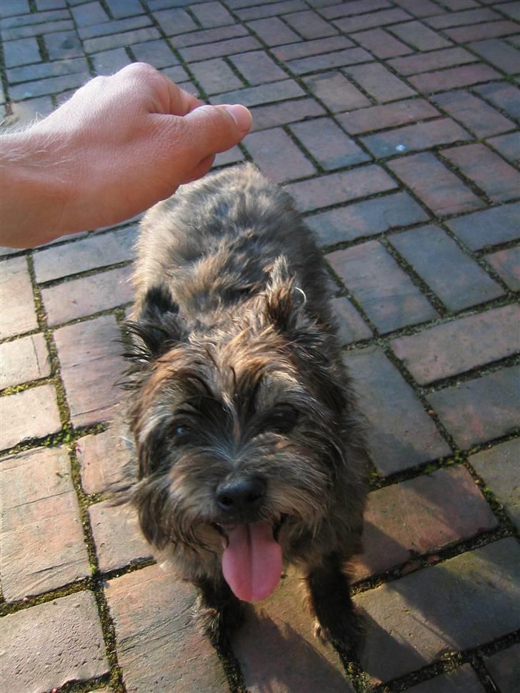 Cairn terrier Tjalfe himmelhund billede 5