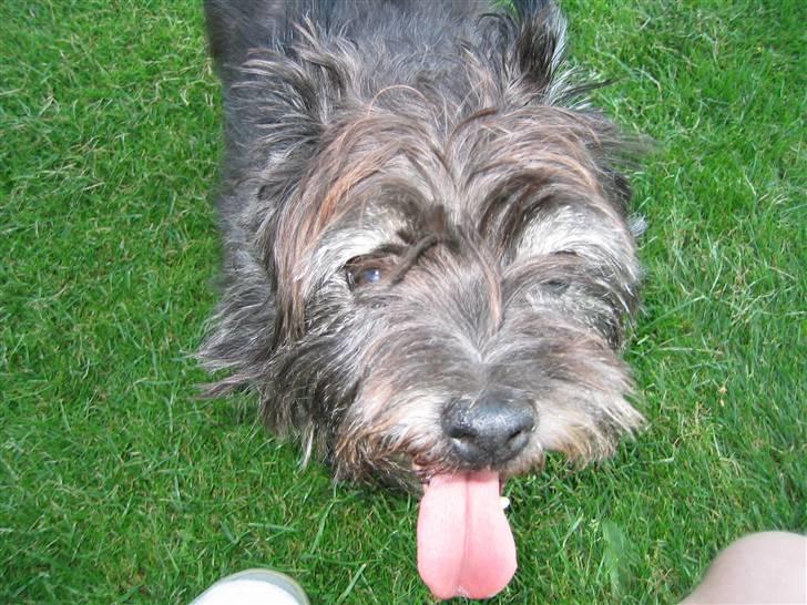 Cairn terrier Tjalfe himmelhund billede 6