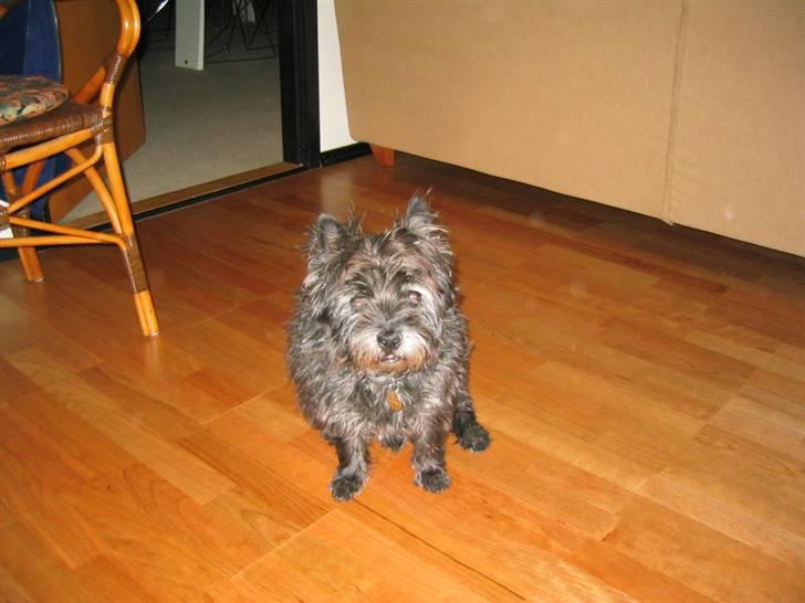 Cairn terrier Tjalfe himmelhund billede 7