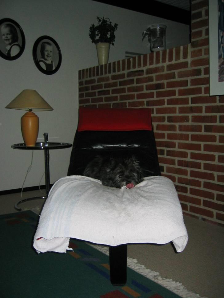 Cairn terrier Tjalfe himmelhund billede 9